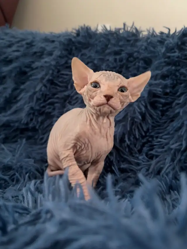 Sphynx Kittens Looking for Loving Homes  in Cats & Kittens for Rehoming in St. Albert - Image 10