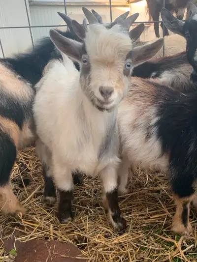 Goat Bucklings, View more