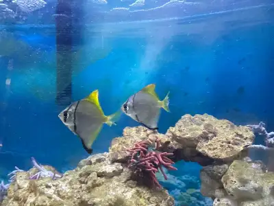 2 (3 inch) mono tangs beautiful animals. My tanks getting too small for them and i want them to go t...