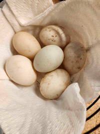 Fertilized duck hatching eggs