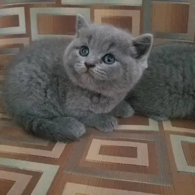 Pure Scottish straight blue kittens registered in CCA/AFC, View more