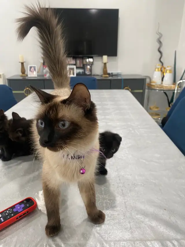 adorable kittens / chattons in Cats & Kittens for Rehoming in City of Montréal - Image 7