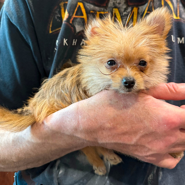 REDUCE : Super Tiny Yorkie/pom Puppy in Dogs & Puppies for Rehoming in Calgary - Image 4