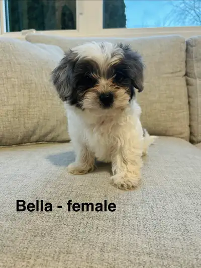 Adorable Shihpoo puppies are ready for their forever home. These little fluffballs are a mix of Shih...