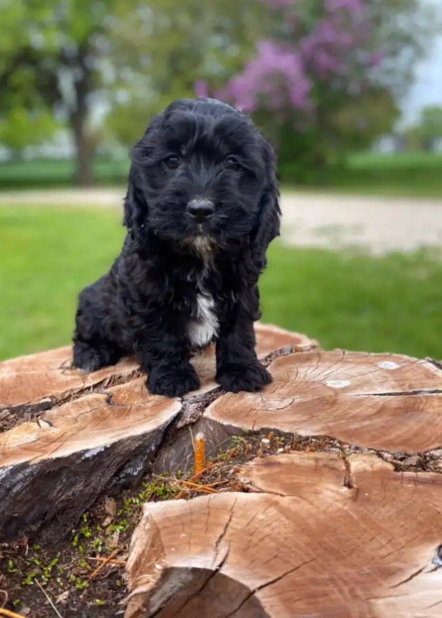 mini Cockapoo puppies  in Dogs & Puppies for Rehoming in Oakville / Halton Region - Image 9