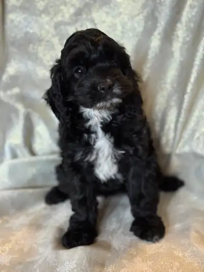 Toy Cockapoo, View more