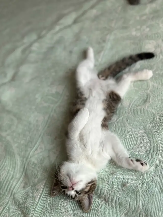 New born British short hair in Cats & Kittens for Rehoming in Laurentides - Image 11