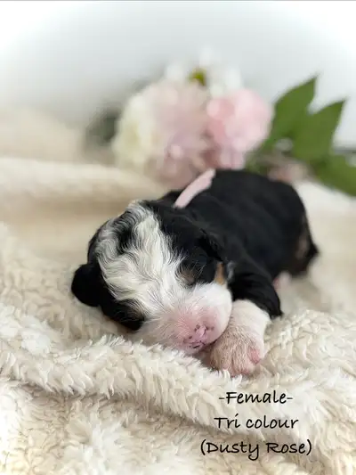 Mini Bernedoodle puppies, View more