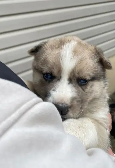 Puppies just in time for Xmas, View more