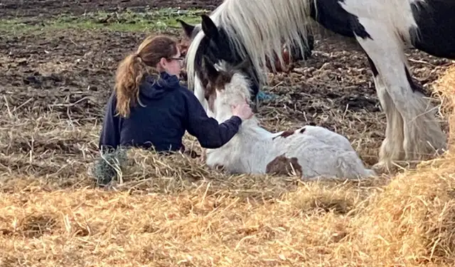 Gypsy Vanner Colt in Horses & Ponies for Rehoming in Oshawa / Durham Region - Image 7