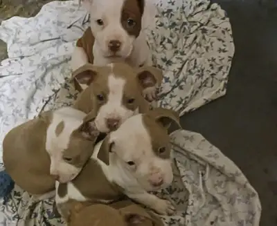 Don’t miss out on your new forever friend, View more