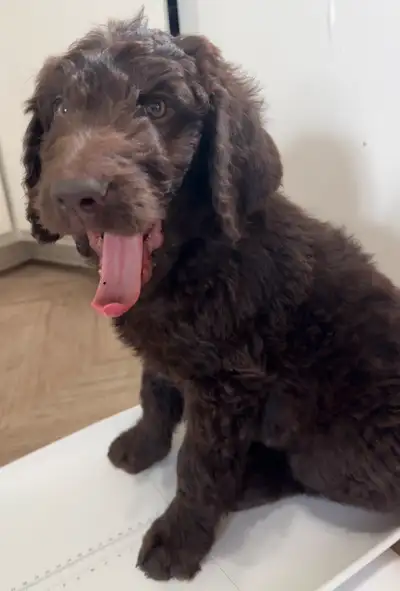 Nos beaux bébés bruns chocolat ont présentement 10 semaines. Ils sont prêts à rejoindre leurs nouvel...