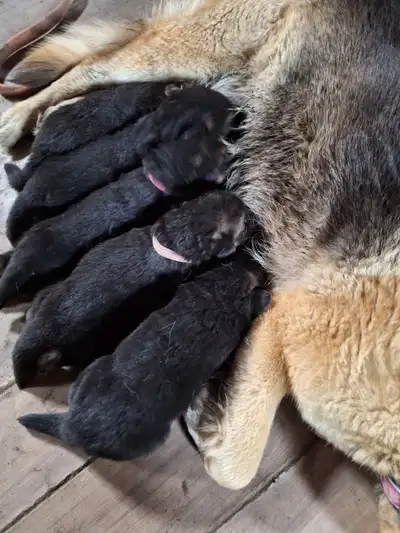 Beautiful female german shepherds will be vet checked,dewormed,first shots end of may ,both parents...