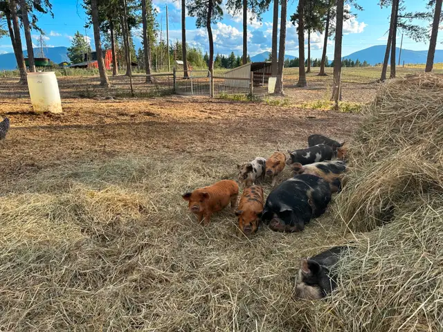 Registered Kune Kune Pigs for Sale in Livestock in Cranbrook - Image 5