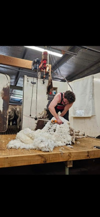 Sheep Shearing Services
