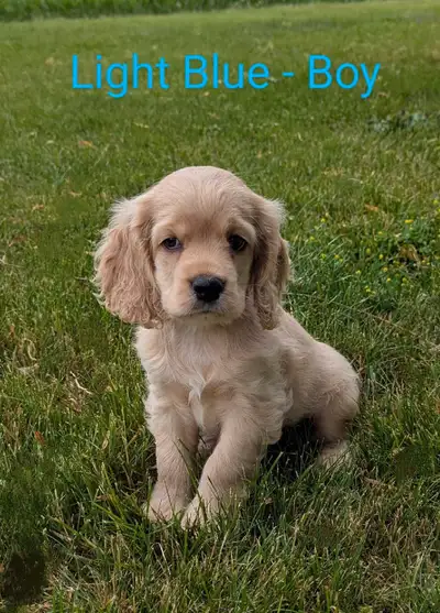 ❤️Adorable Cocker Spaniel Puppies❤️Ready to take home, View more