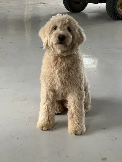 miniature golden doodle puppy , View more
