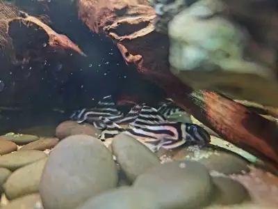 L46 pleco zebra pleco., View more