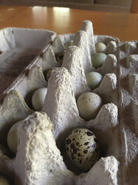 Coturnix Quail Hatching Eggs