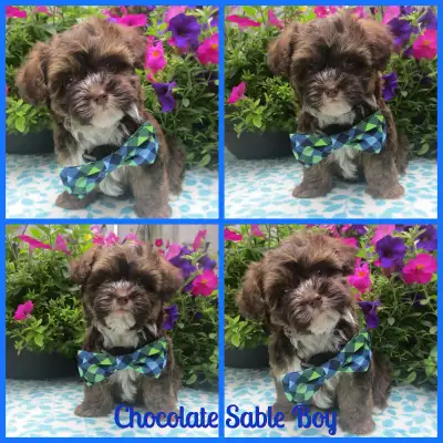 Gorgeous Nonshedding Havapoo Pups!, View more