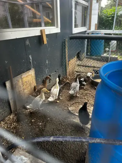 Ducks for sale, View more