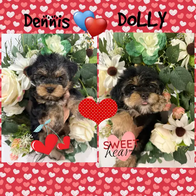 2 Yorkie/Biewer Pups Ready to Go in Dogs & Puppies for Rehoming in Markham / York Region - Image 9