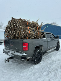 Purchasing all quantities of shed antler