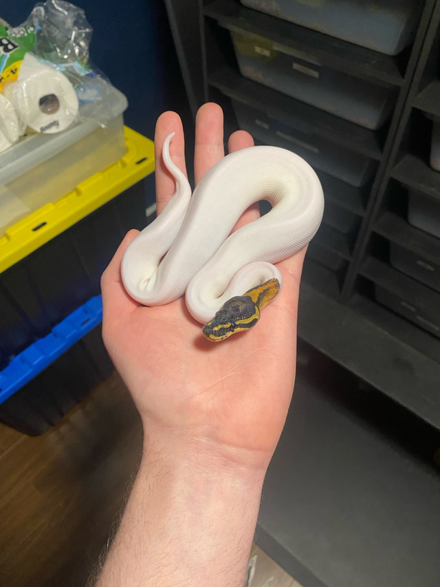 High White Pied Female Ball Python in Reptiles & Amphibians for Rehoming in Leamington - Image 4