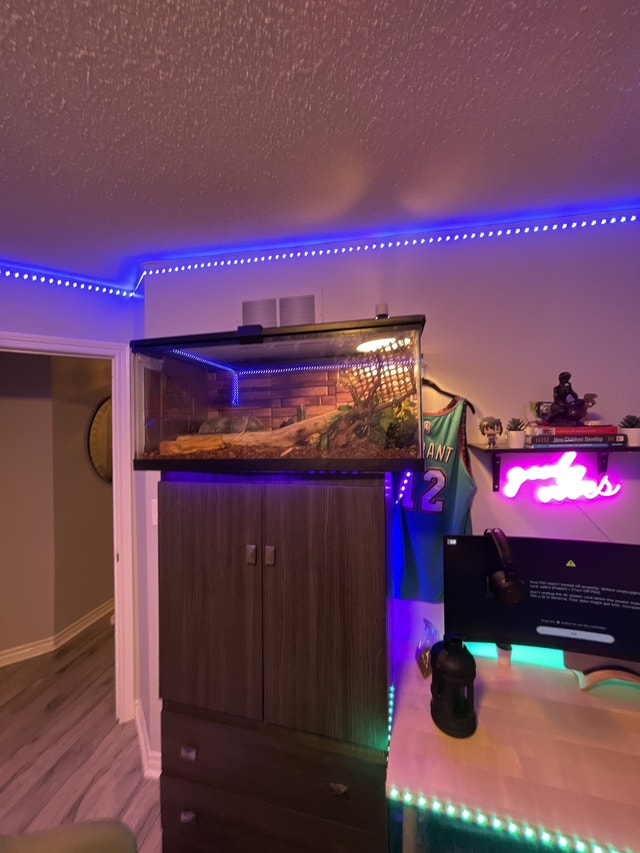 40 gallon terrariums + Male Ball python Reptiles & Amphibians for