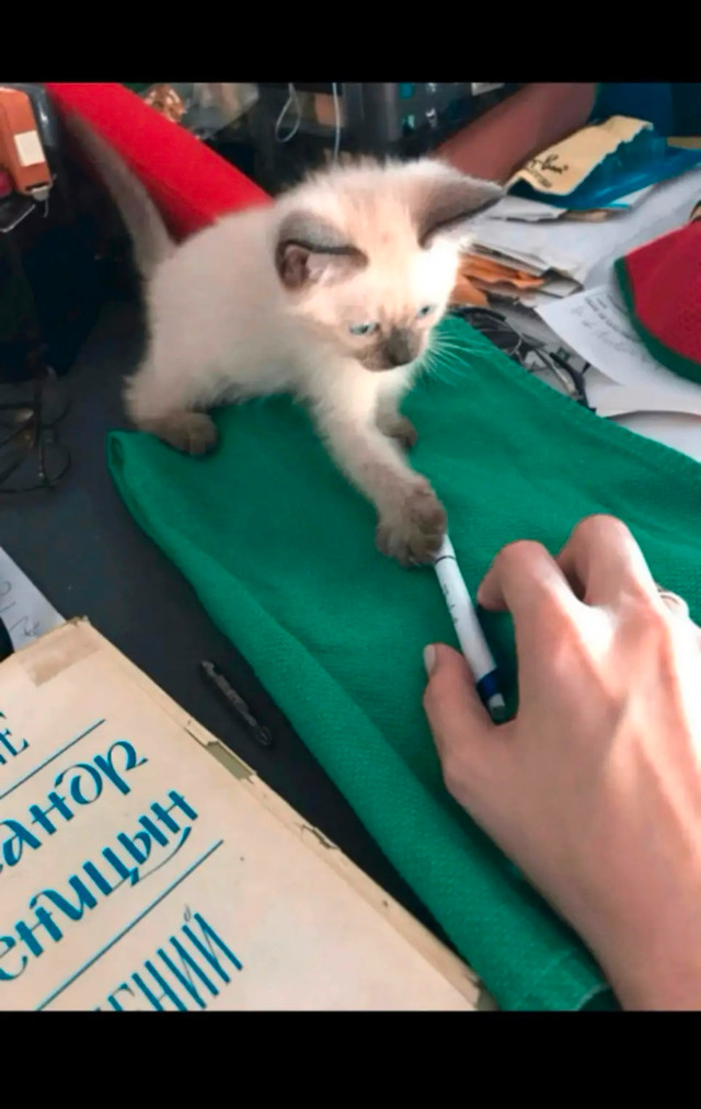 ❤️❤️❤️Bébé chatons pure siamois ❤️ Baby Siamese dans Chats et chatons à adopter  à Ville de Montréal - Image 4