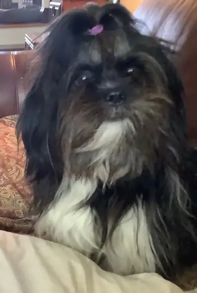 " SHIH TZU PUPPIES ", View more