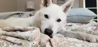 Dog for adoption - Chien pour adoption
