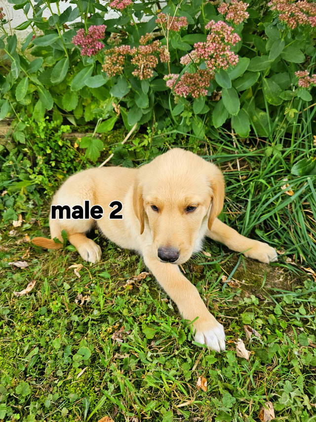 Golden Retriever/Border Collie puppies in Dogs & Puppies for Rehoming in Stratford - Image 4