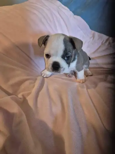 Frenchie Bulldogs puppies, View more
