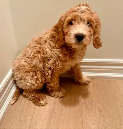Very Sweet Lovable Cockapoo puppies, View more