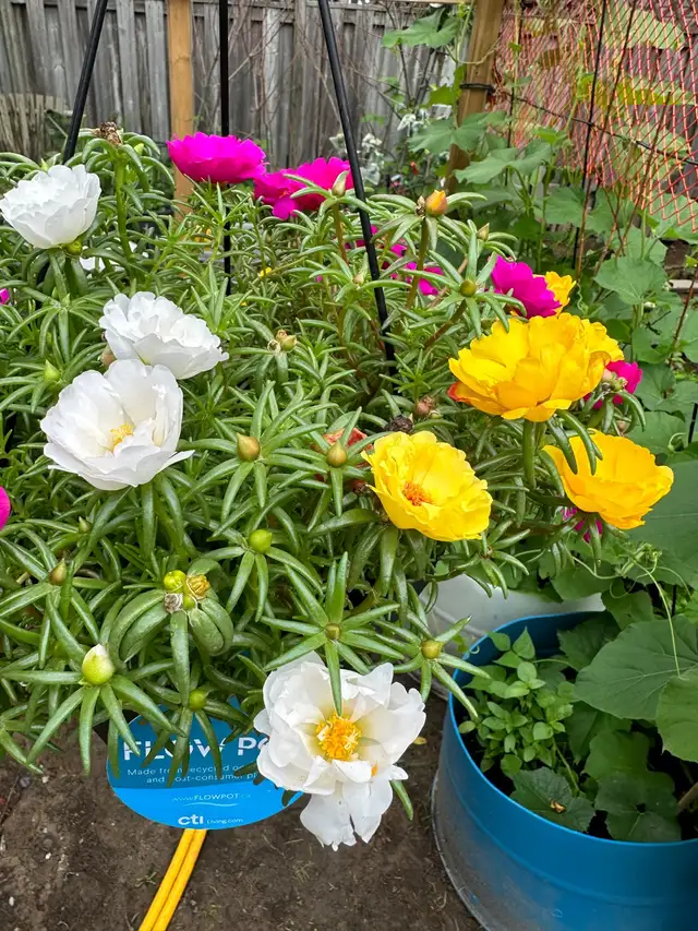 Multiple color Moss Rose  in the large hanging basket- it is ea in Plants, Fertilizer & Soil in Hamilton - Image 3