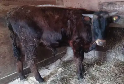 750 pound Short Horn Cross Bull , View more