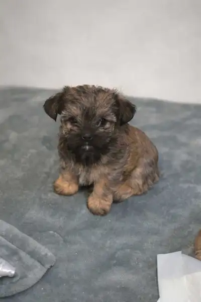 Shitzu/ yorkie puppies born on February 2nd. 2 males available. Both are playful and cuddly making a...