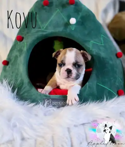 Chiots Boston terrier de couleur & standard, View more