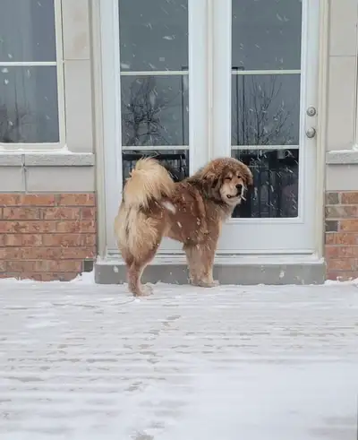 Female Tibetan Mastiff – 2 Years Old - Experienced Home Only, View more