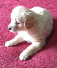 Delivery Saturday. 1 female Cavapom pup