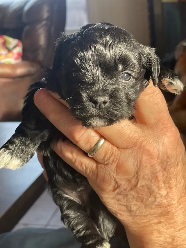 CKC registered Havanese in Dogs & Puppies for Rehoming in Thunder Bay - Image 9