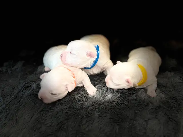 Purebred Maltese puppies in Dogs & Puppies for Rehoming in Winnipeg - Image 4