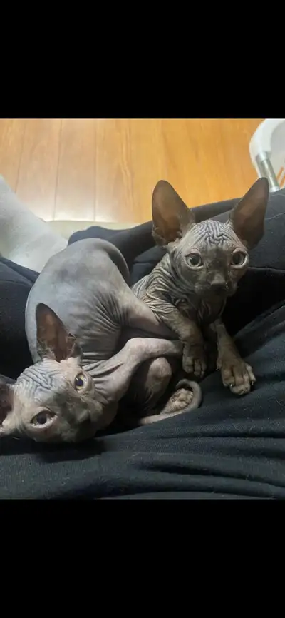 Sphynx kittens, View more