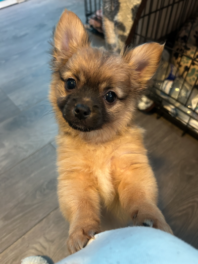 pom cross puppies born Nov. 11 2025, ready for their forever families! they have received their firs...