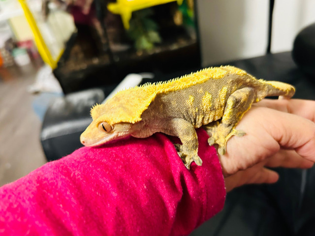 crested geckos  in Reptiles & Amphibians for Rehoming in Delta/Surrey/Langley
