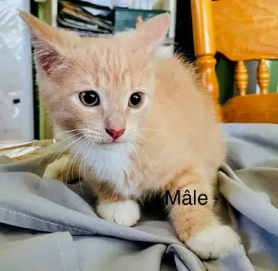 chaton née le 06 avril 2025   10$ pas de livraison, View more