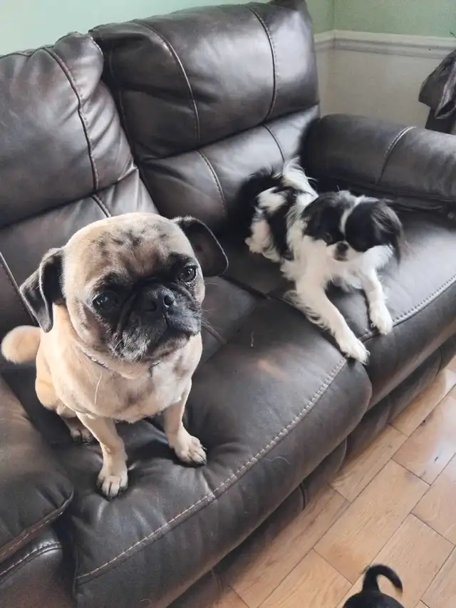 pug x chin (épagneul japonais) a vendre in Dogs & Puppies for Rehoming in Laval / North Shore - Image 6
