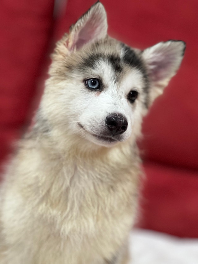 Mini husky Dogs & Puppies for Rehoming Ottawa Kijiji