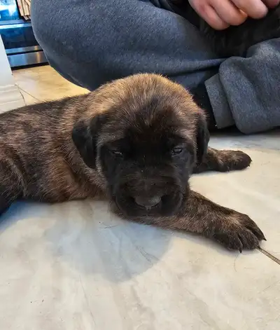 English Mastiff pups have arrived & are ready for reserve. Brindle & Fawn. Very large. Gentle. Pictu...